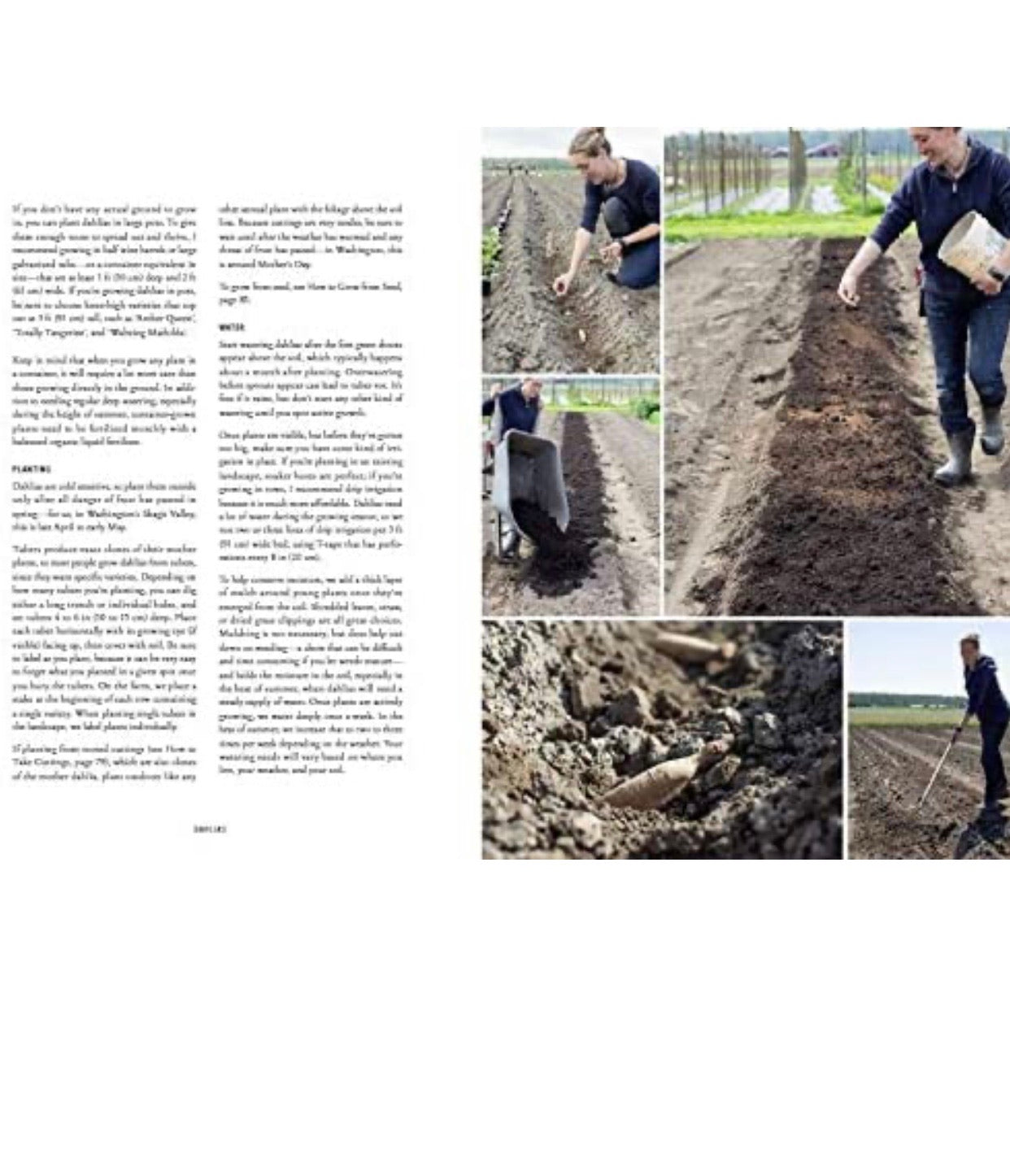 Floret Farm's Discovering Dahlias