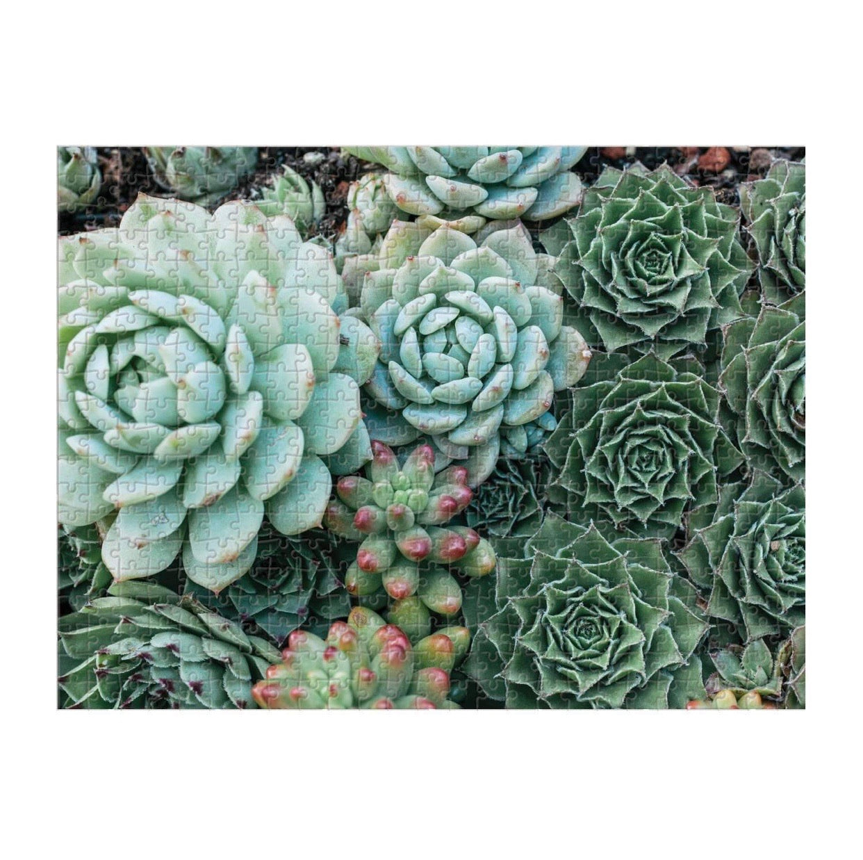 Succulent Garden 2-Sided Puzzle