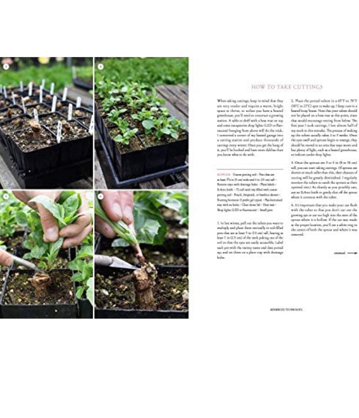 Floret Farm's Discovering Dahlias