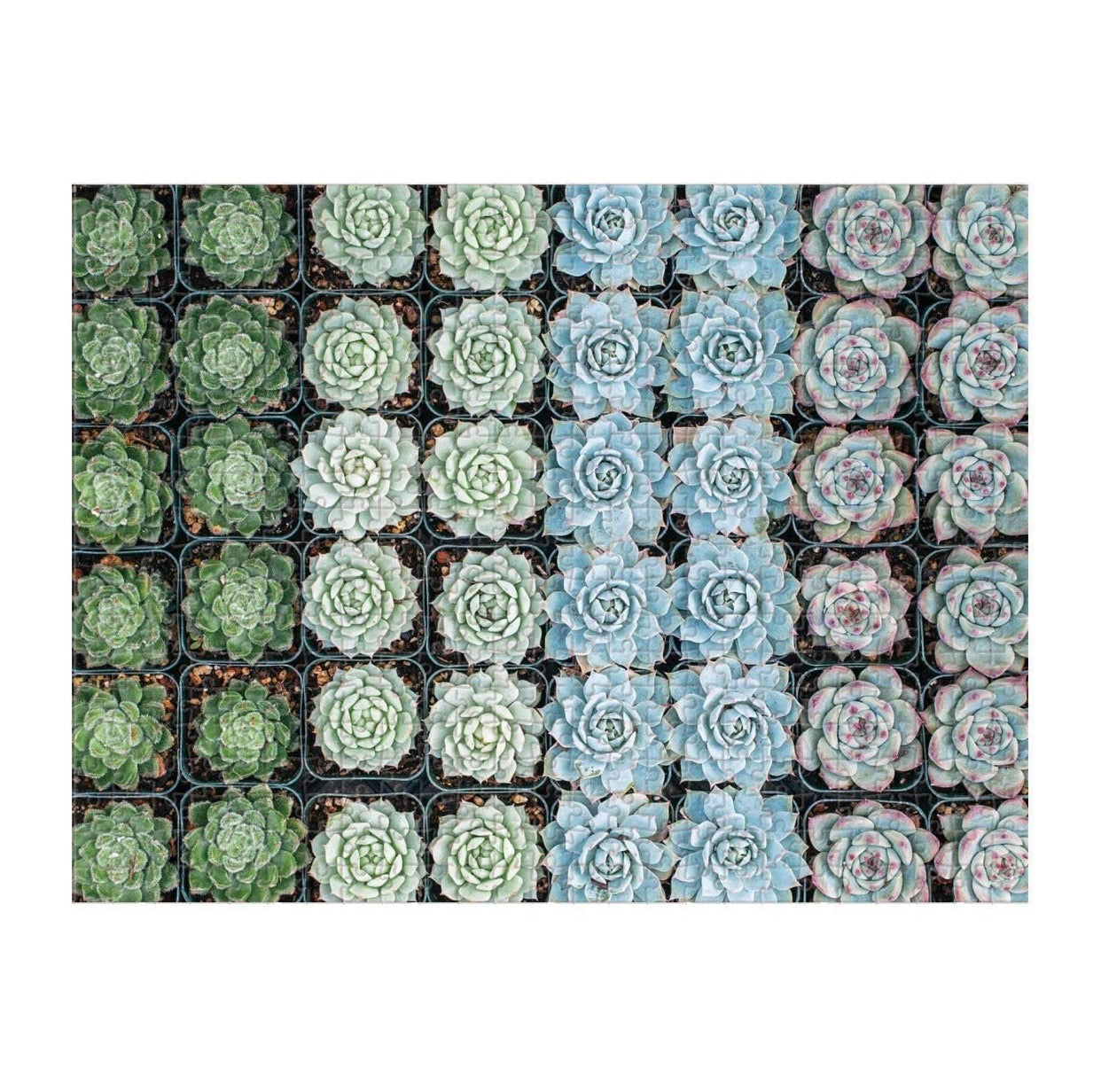 Succulent Garden 2-Sided Puzzle