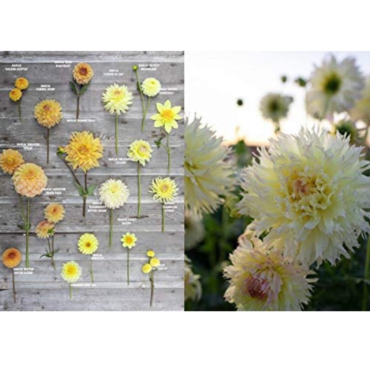 Floret Farm's Discovering Dahlias