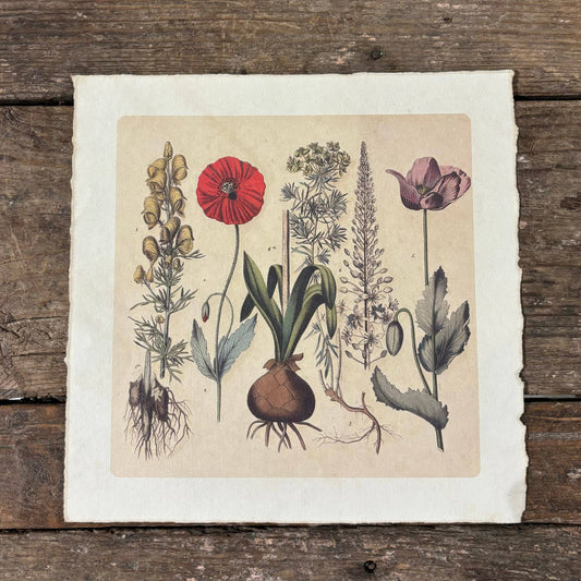 11"x11" Root Bunch - Flora & Fauna Collection