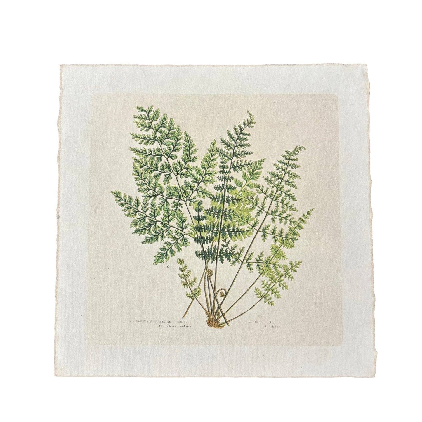 11"x11" Fern Bunch - Flora & Fauna Collection