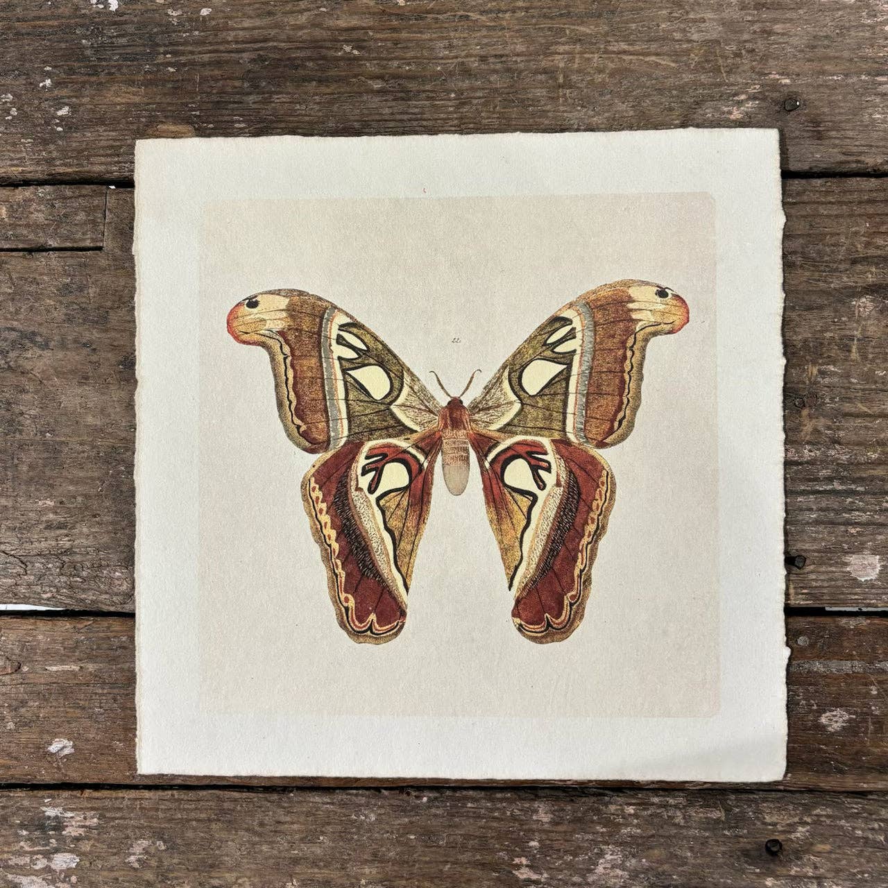 11"x11" Brown Moth - Flora & Fauna Collection