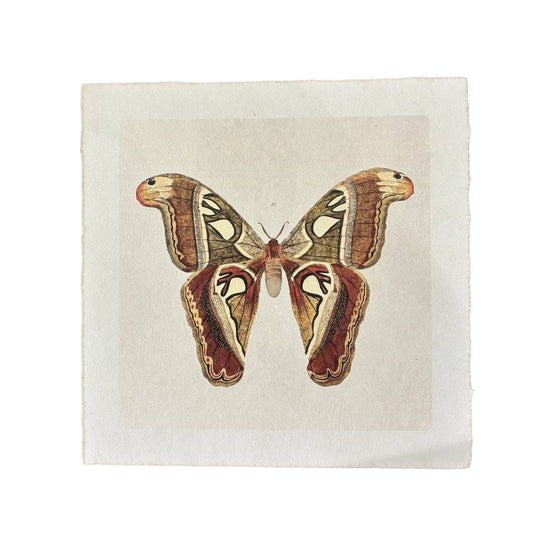 11"x11" Brown Moth - Flora & Fauna Collection