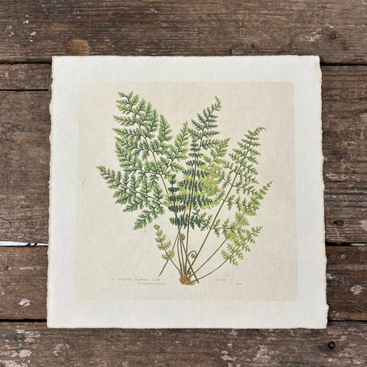 11"x11" Fern Bunch - Flora & Fauna Collection