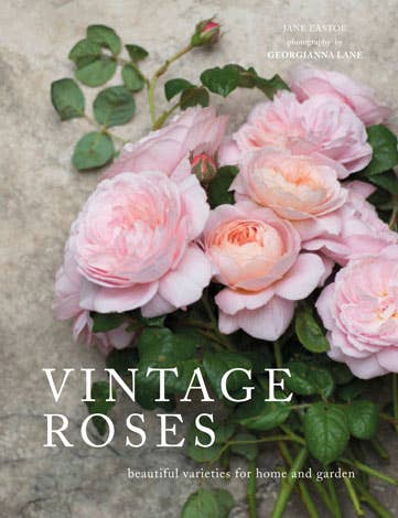 Vintage Roses: Beautiful Varieties for Home & Garden